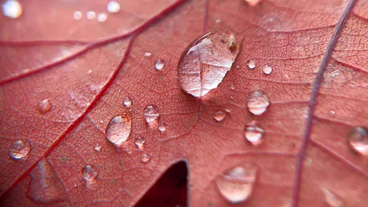 微距视频的雨滴落在红叶上，秋天的季节。天气季节性变化，自然后雨。澳大利亚墨尔本，卡尔顿花园视频下载