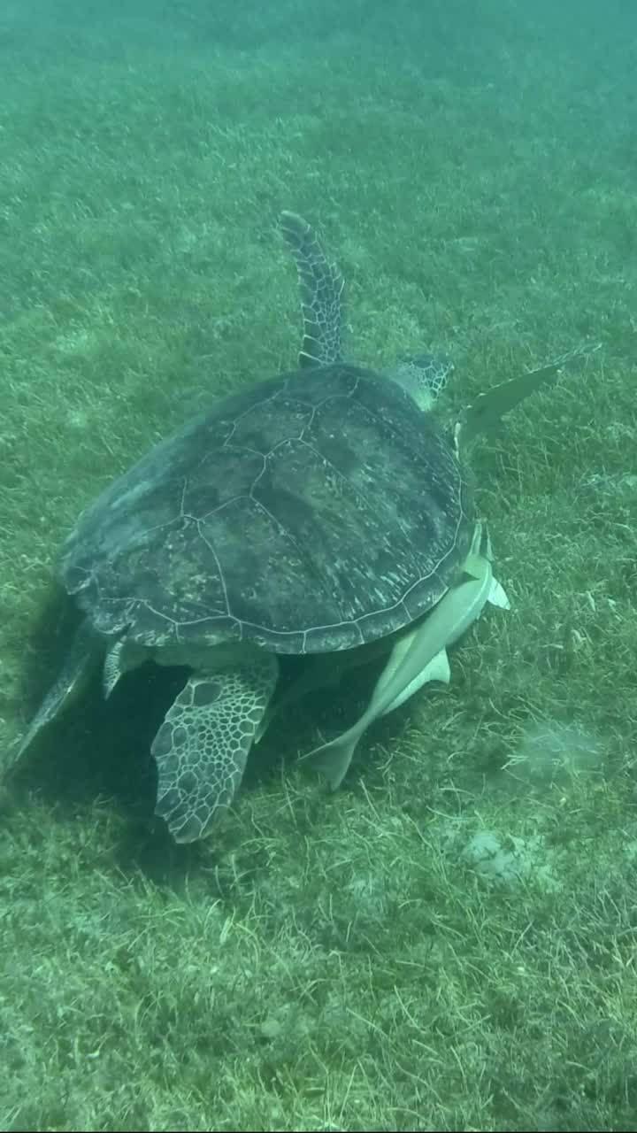 绿海龟在覆盖着绿海草的海底游泳的俯视图视频素材