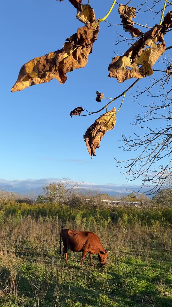 奶牛在秋天的树下吃草，沐浴在夕阳的余晖中视频素材