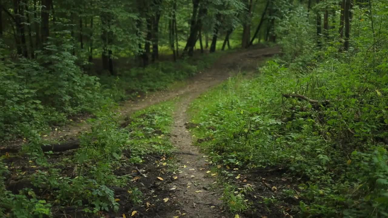 快乐的爱尔兰塞特小狗在森林小径上奔跑。快乐的狗玩得开心，在大自然中很活跃。视频素材