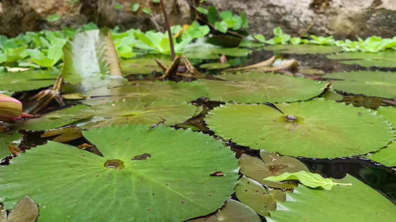 荷塘里气氛平静视频素材