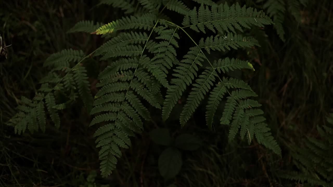 蕨类植物的叶子。自然景观中的绿色蕨类植物。森林中的蕨类植物。新鲜的绿色热带树叶。热带雨林丛林景观。绿色植物自然壁纸。有机自然背景。视频素材