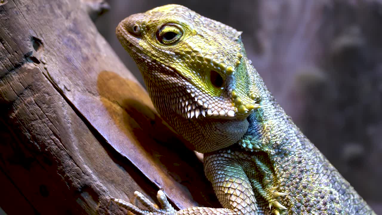 特写镜头。坐在树上的东方胡须龙蜥蜴。Pogona barbata视频素材