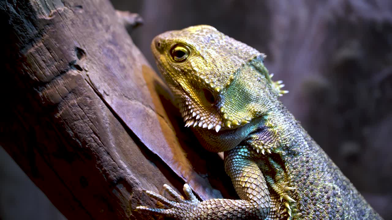 Pogona barbata。一只潜伏在树枝上的东方胡须龙蜥蜴。特写镜头。视频素材