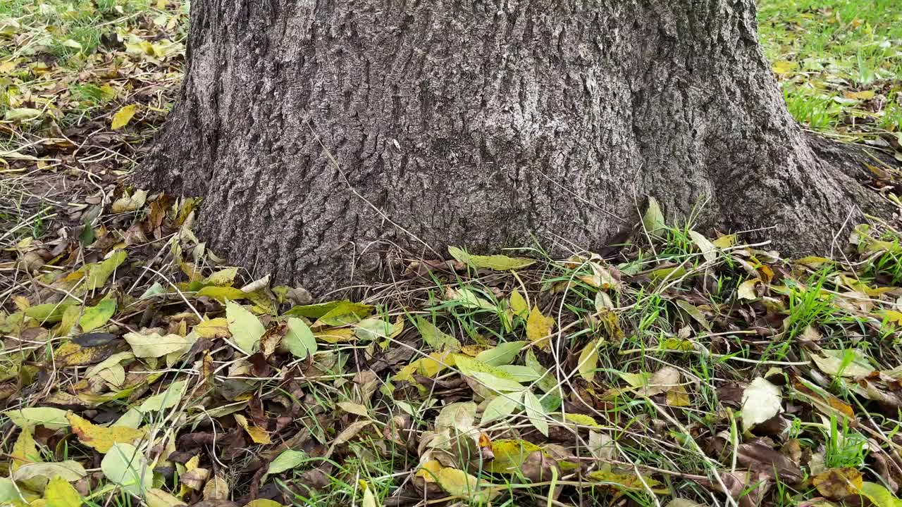 树干和地面凋落物的常见灰基视频下载