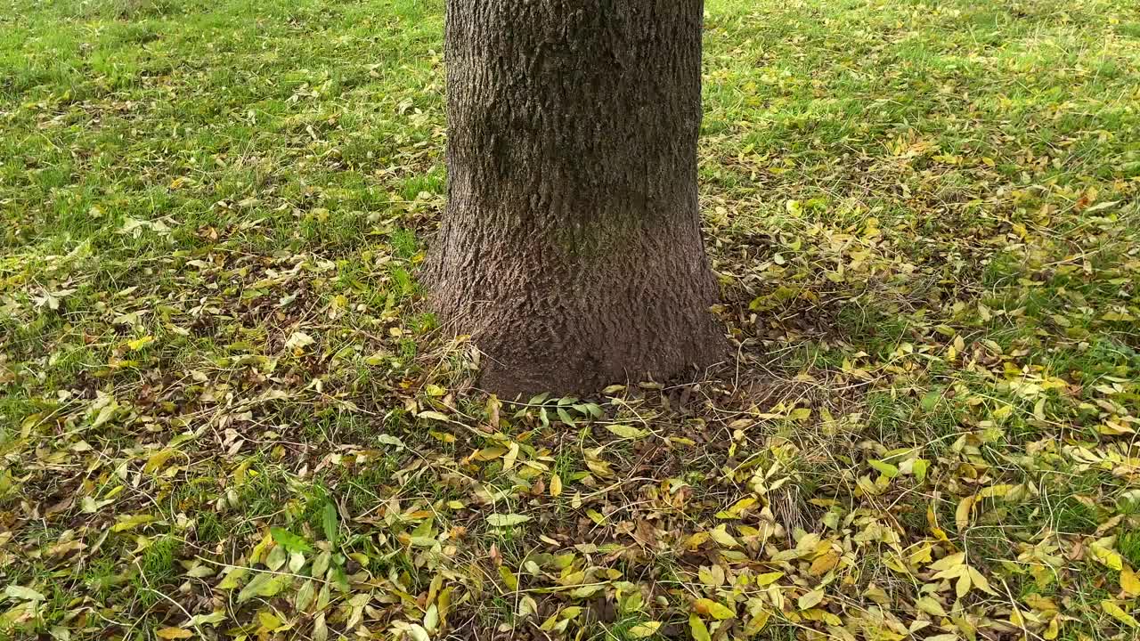 普通的白蜡树-整棵树视频下载