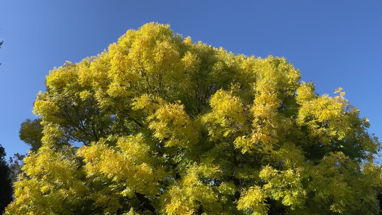 普通灰冠视频下载