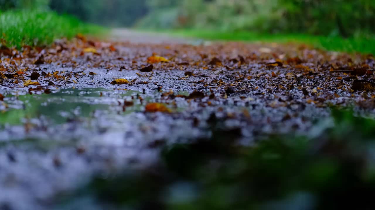 雨中的秋日小径视频下载