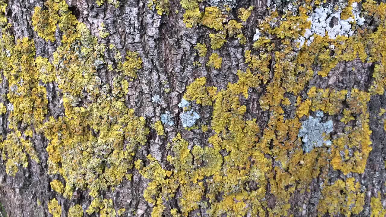 普通的灰树皮/树干视频下载