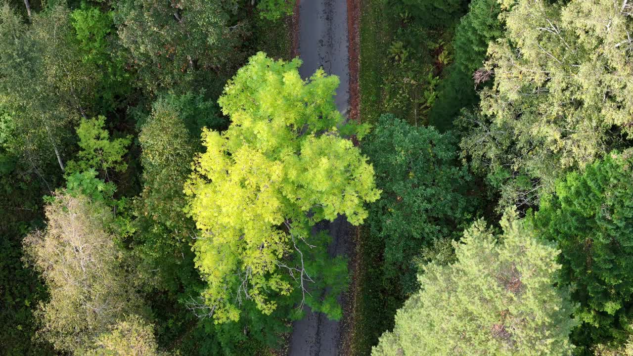 芬兰森林道路的鸟瞰图视频素材