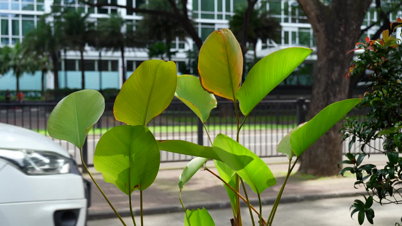 葱郁的绿叶在风中摇曳。抽象的背景。视频素材