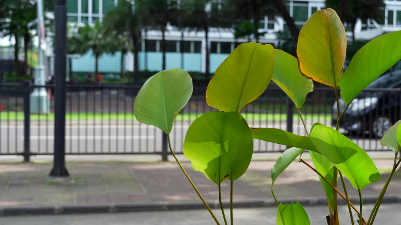 葱郁的绿叶在风中摇曳。抽象的背景。视频素材