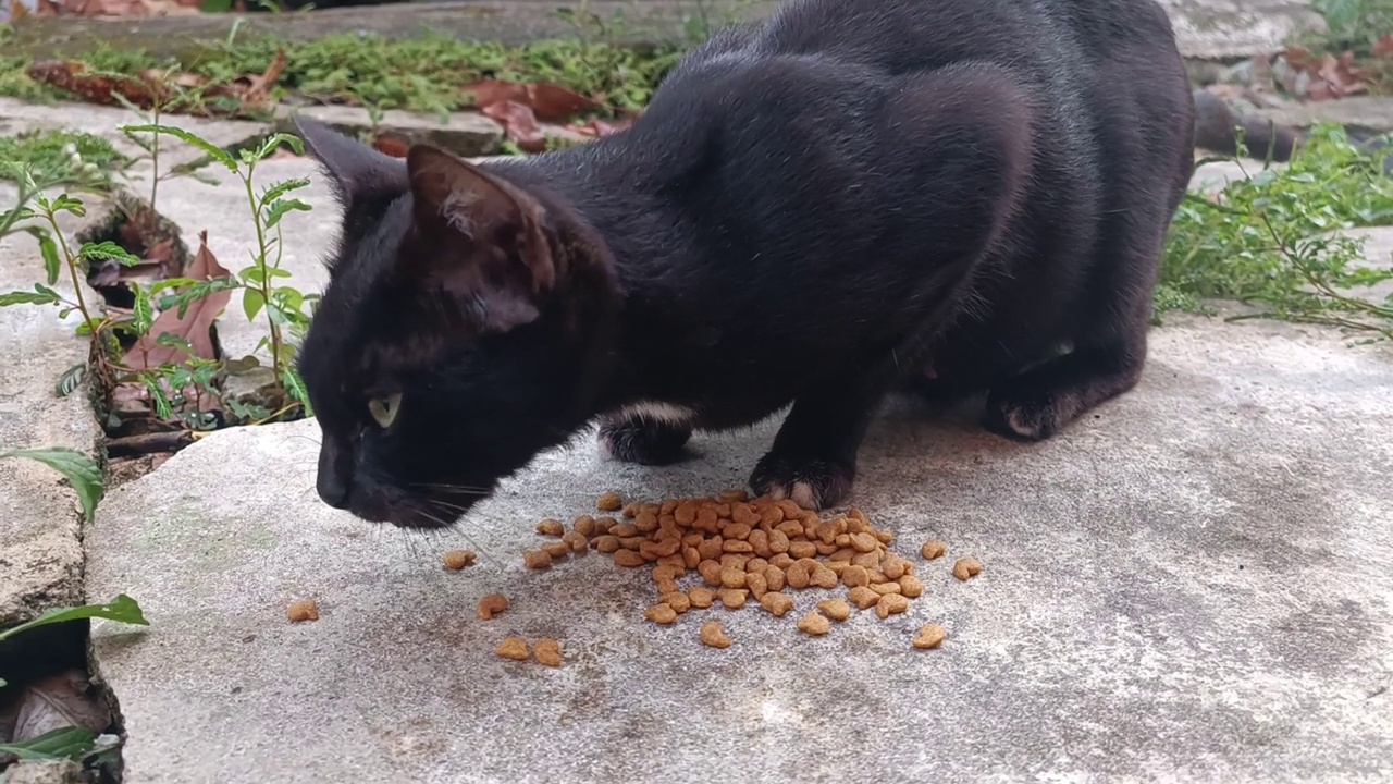 一只可怜的猫，被遗弃了，饿得很，身体很破旧，所以路过的人给了他食物视频素材