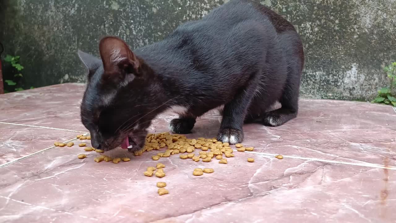 一只可怜的、饥饿的、被遗弃的黑猫，有人喂它干枯的宠物粮视频素材