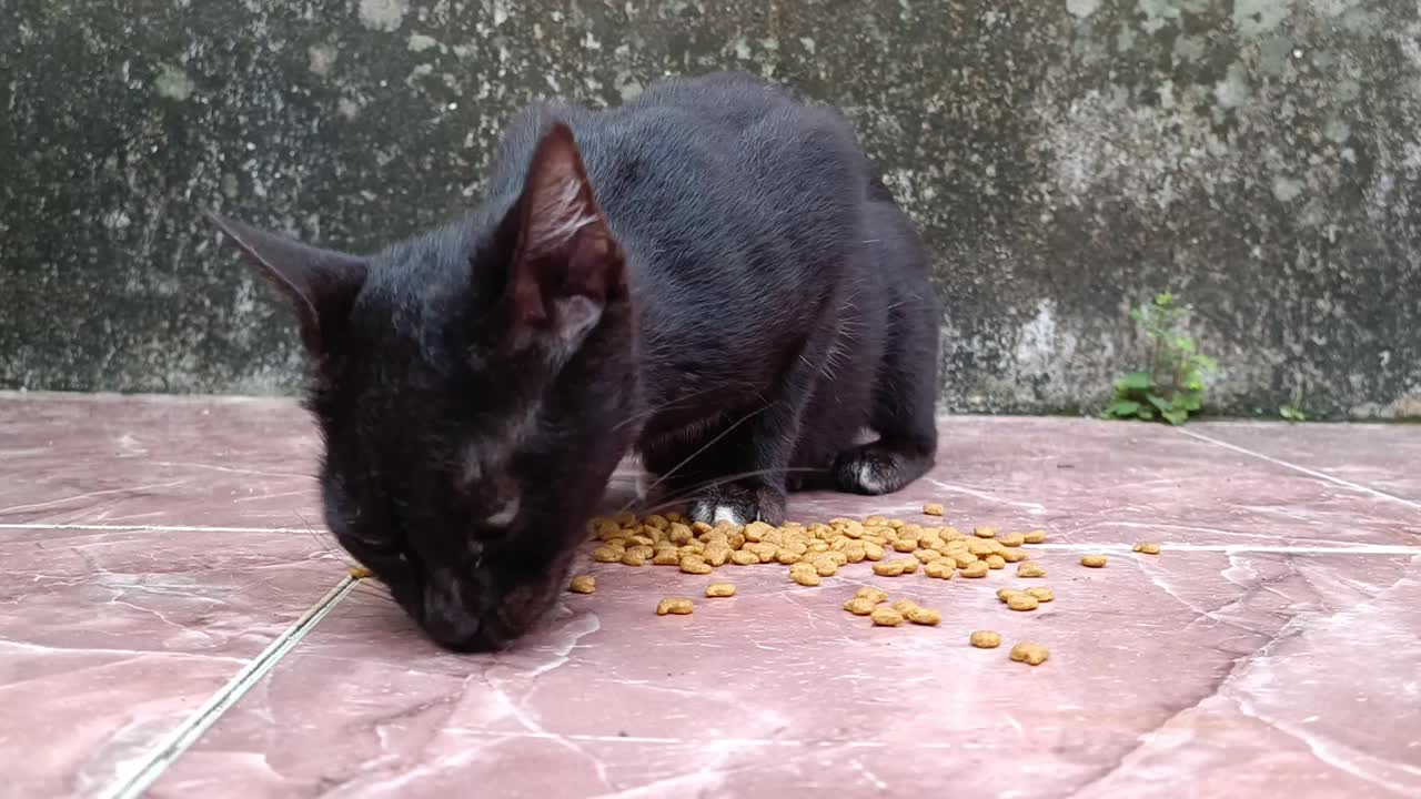 一只可怜的、饥饿的、被遗弃的黑猫，有人喂它干枯的宠物粮视频素材