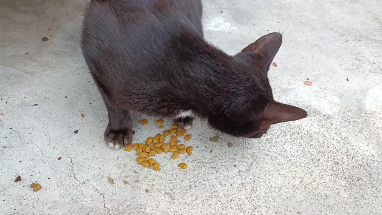 一只可怜的、饥饿的、被遗弃的黑猫，有人喂它干枯的宠物粮视频素材