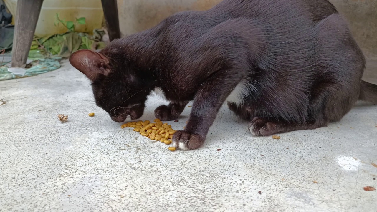 一只可怜的、饥饿的、被遗弃的黑猫，有人喂它干枯的宠物粮视频素材