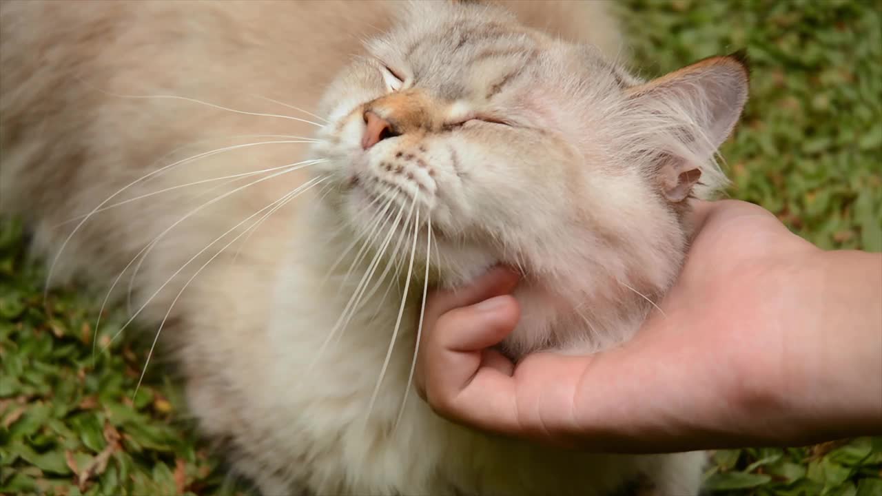 抚摸一只布娃娃猫视频素材