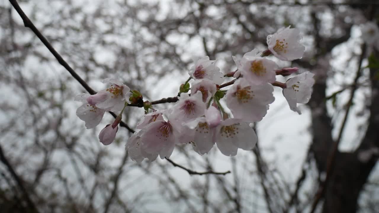 樱花雨和风视频下载