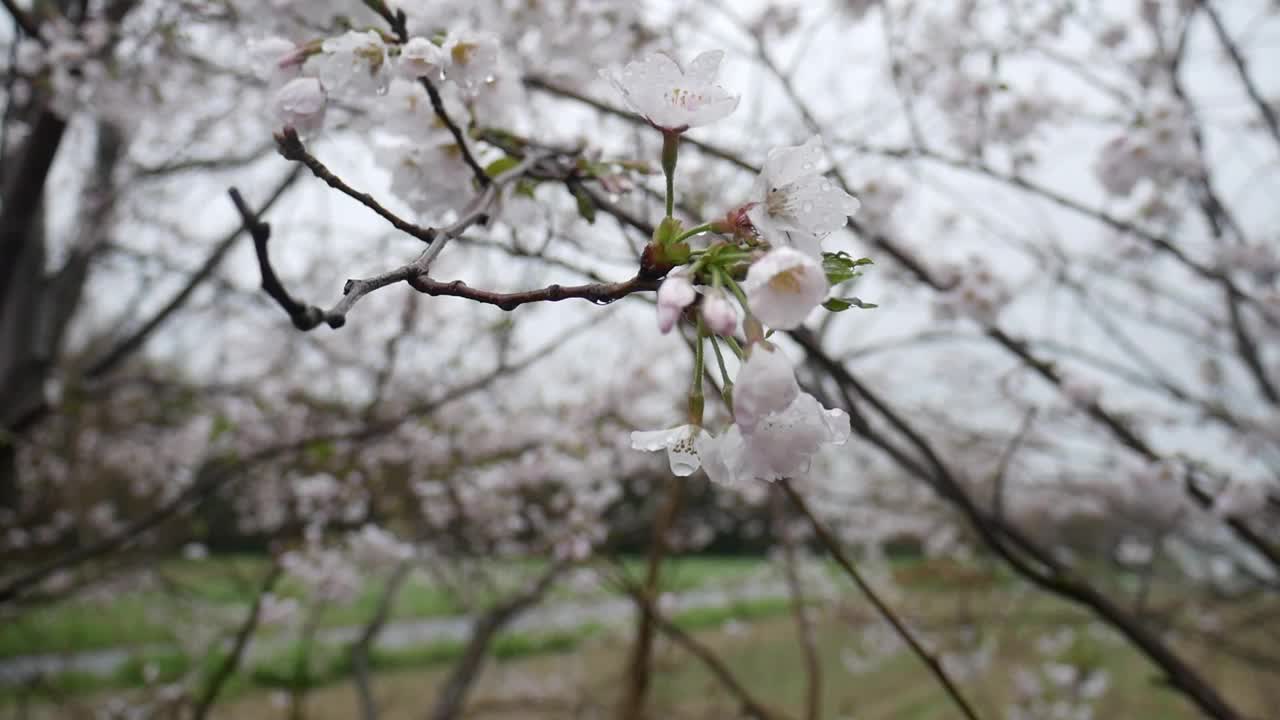 云天樱雨风视频下载