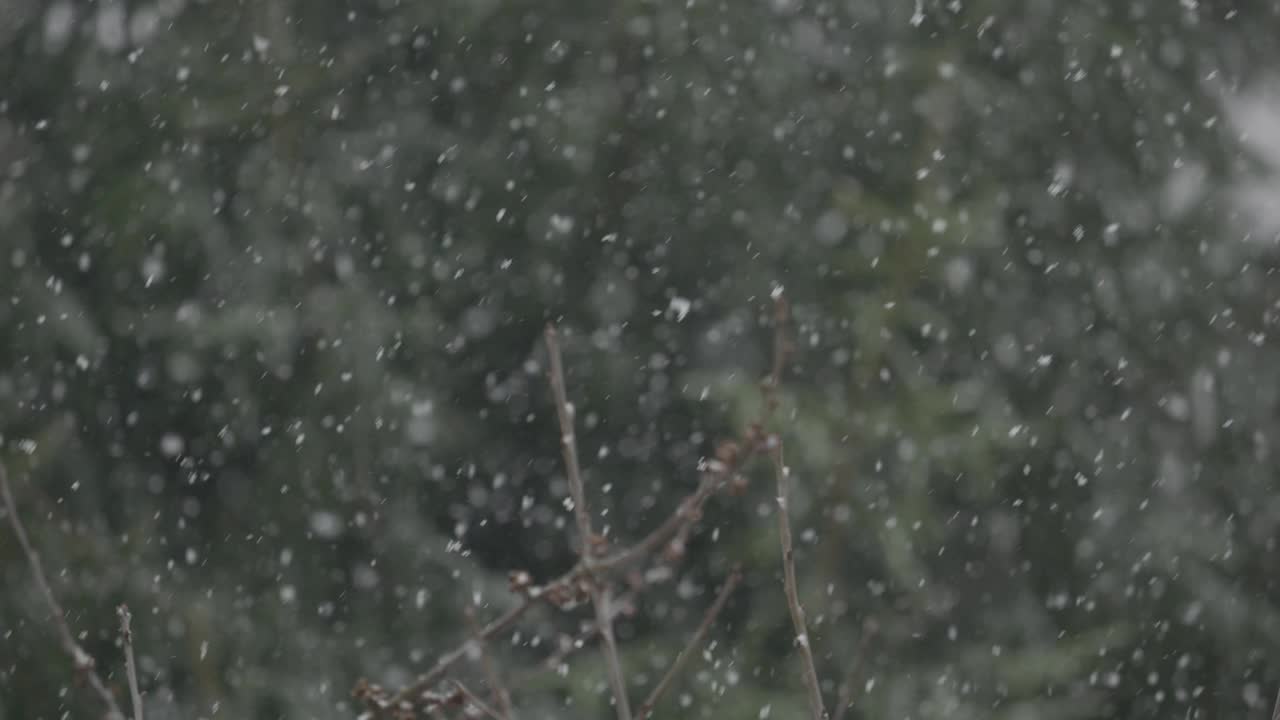 美丽的冬季雪景。迷人的冬天在森林里，雪落在树上。降雪背景下的松树枝。雪花飘落的慢动作冬季景观。视频素材