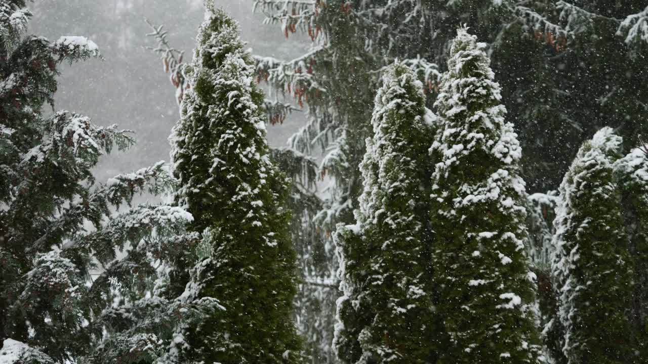 美丽的冬季雪景。迷人的冬天在森林里，雪落在树上。降雪背景下的松树枝。雪花飘落的慢动作冬季景观。视频素材