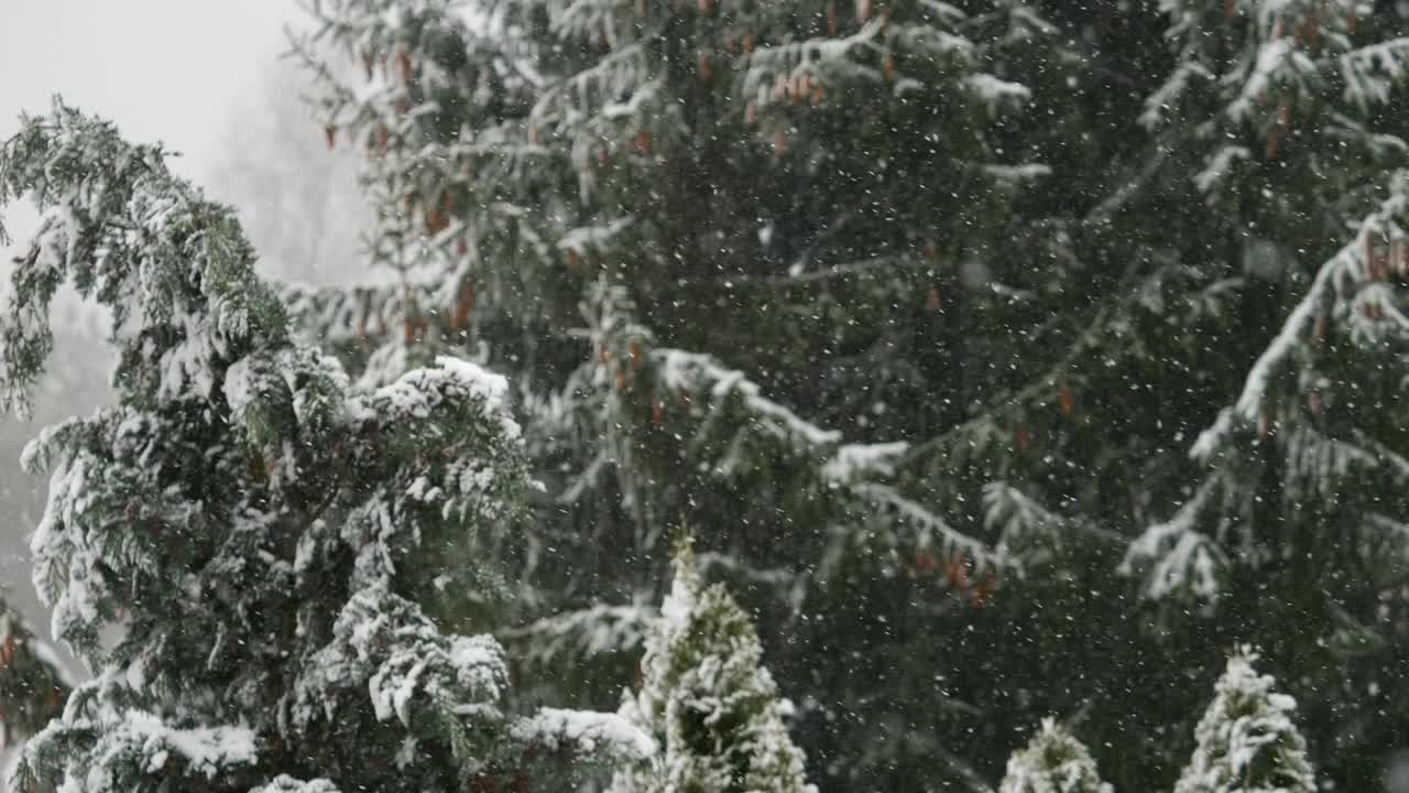 美丽的冬季雪景。迷人的冬天在森林里，雪落在树上。降雪背景下的松树枝。雪花飘落的慢动作冬季景观。视频素材