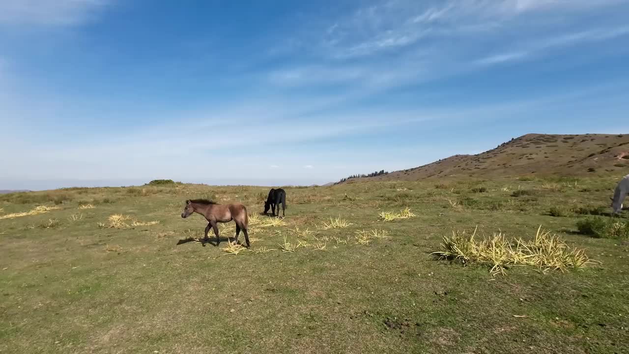 马在高山上吃草视频素材