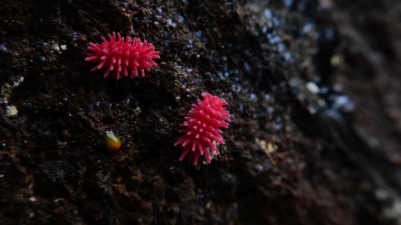 在热带雨林的树上，长2毫米的红色昆虫，矮胖的短腿弹尾虫。视频素材