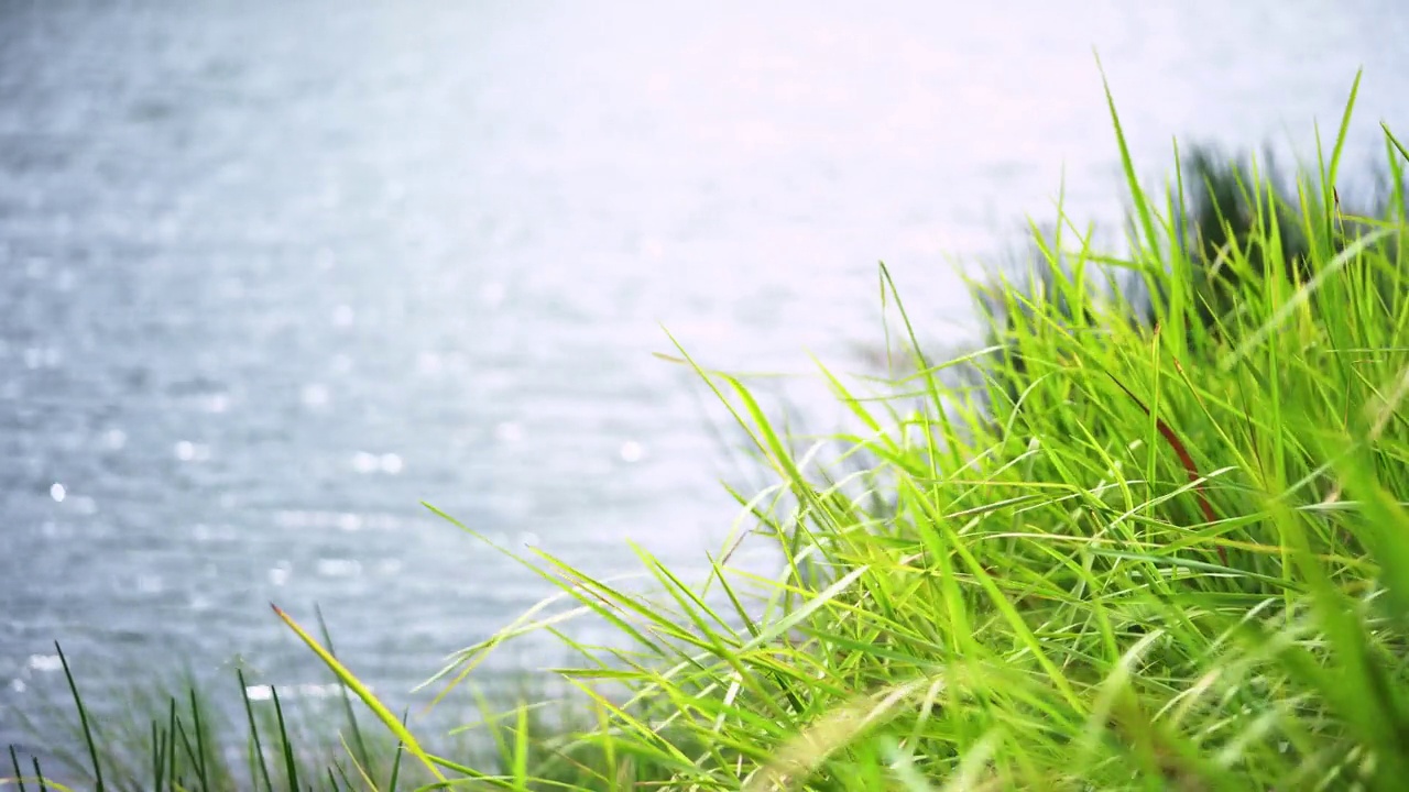 大自然绿草风河湖水模糊散景背景。视频下载