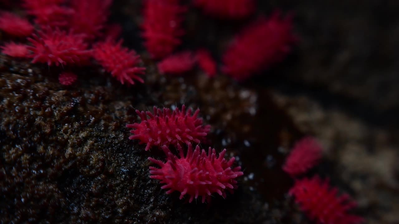 在热带雨林的树上，长2毫米的红色昆虫，矮胖的短腿弹尾虫。视频素材