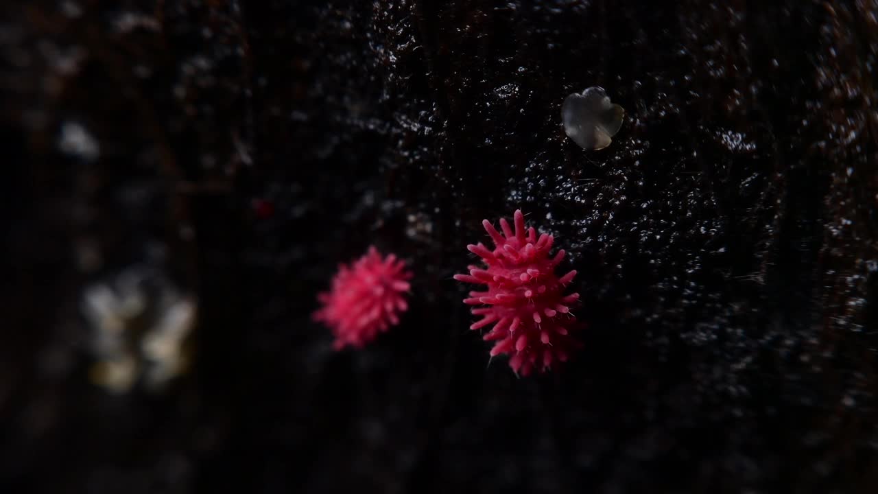 在热带雨林的树上，长2毫米的红色昆虫，矮胖的短腿弹尾虫。视频素材