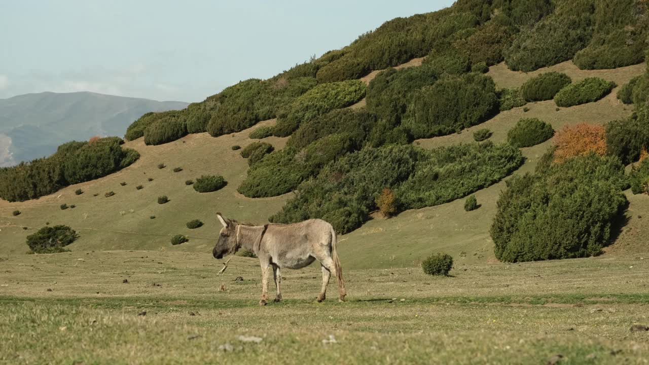 驴子在高山上的草地上行走视频素材