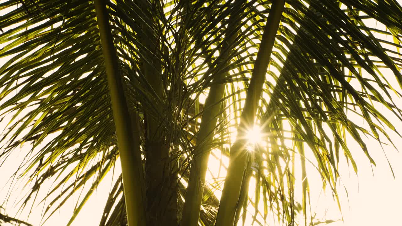 剪影椰树你在阳光金色的天空。近距离看夏天树叶上的日落。视频素材