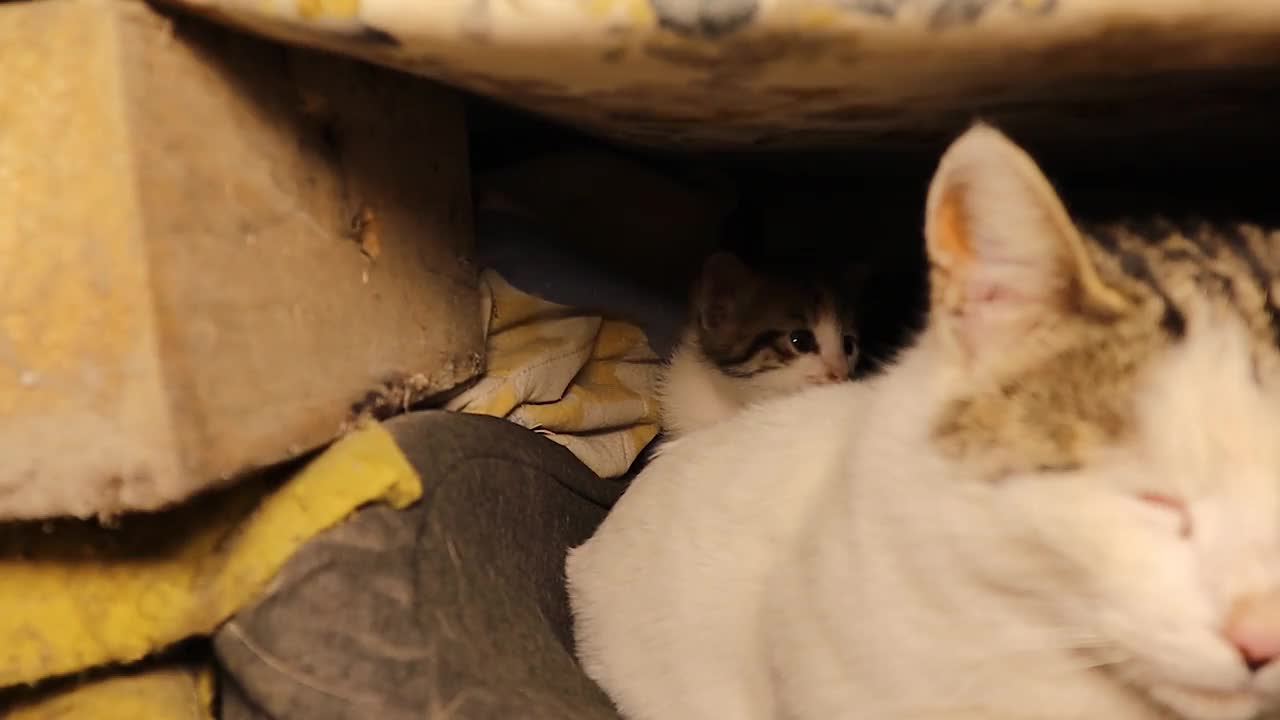 兽医在一个废弃的地方检查一窝流浪猫:一只母猫和她的小猫。流浪猫，宠物兽医。动物，动物，宠物。城市野生动物视频下载