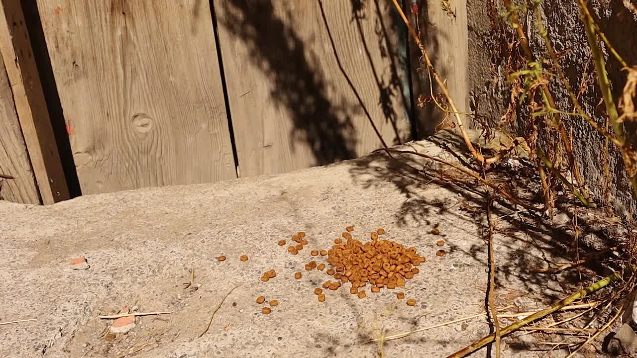 流浪猫在公园里吃干粮。
兽医为流浪猫提供食物。
流浪猫，宠物兽医。动物,宠物。
帮助动物。视频下载