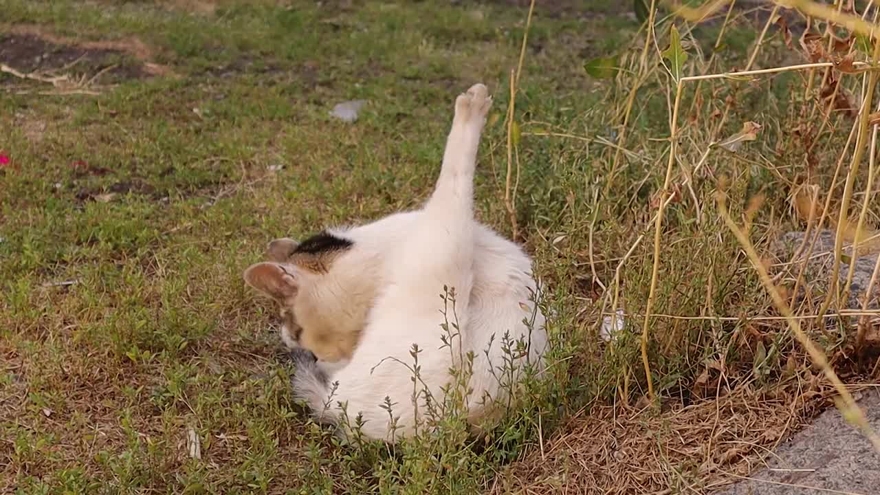 一只流浪猫在公园里清洁自己。
夏天绿草里的猫。美丽的猫在夏天的户外，
在花园里。
猫，宠物，宠物。视频下载