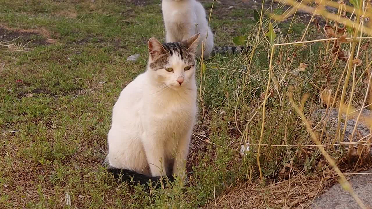一只流浪猫在公园里清洁自己。
夏天绿草里的猫。美丽的猫在夏天的户外，
在花园里。
猫，宠物，宠物。视频下载