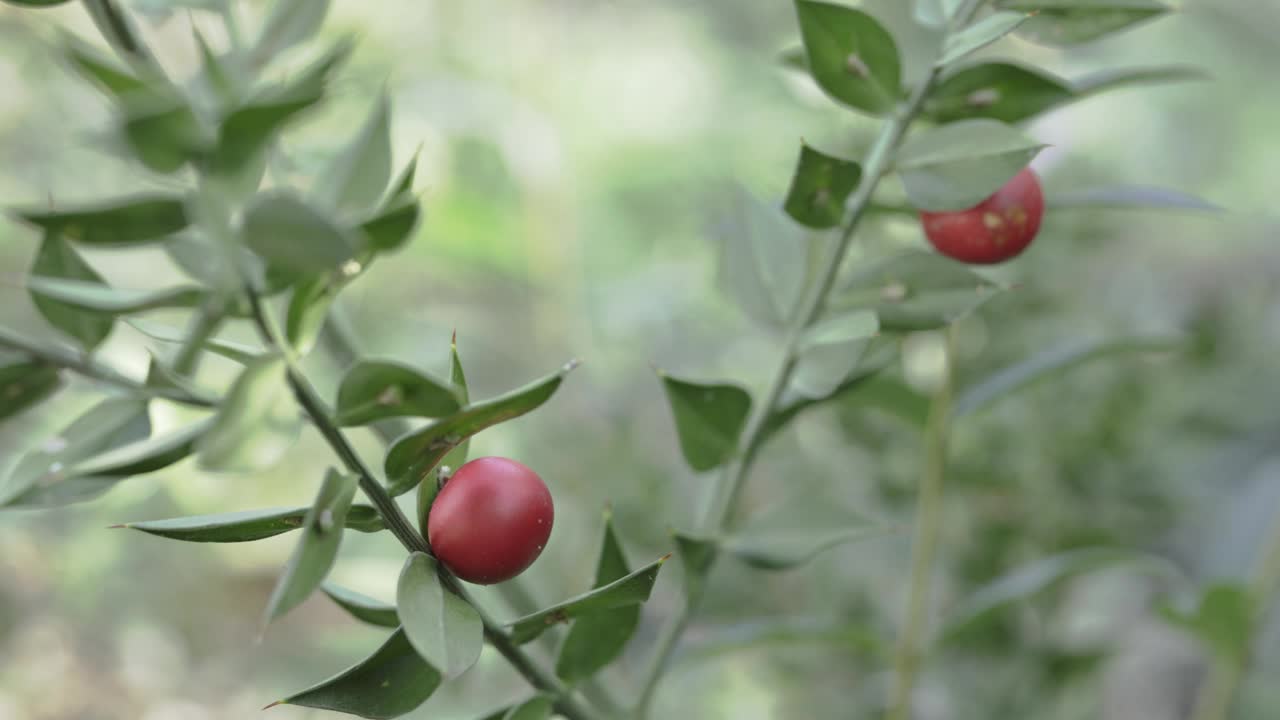 麝香灌木成熟的红色浆果视频素材