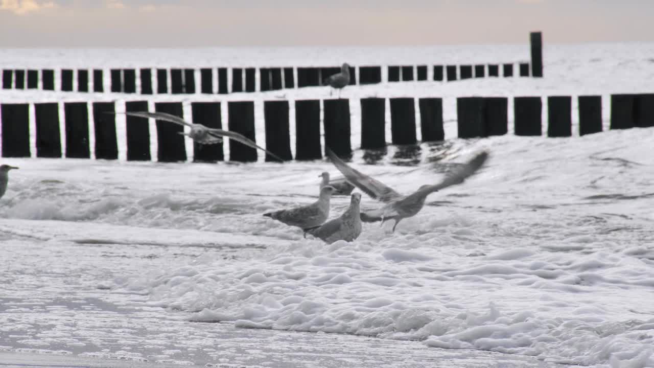 大海的泡沫和溅起的海浪，海鸥在上面游泳和钓鱼视频下载