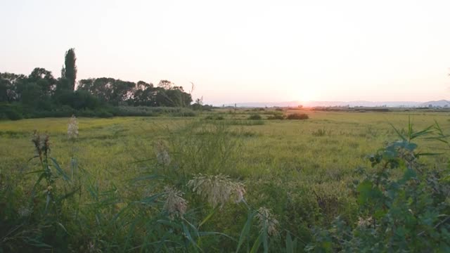 日落的田野和森林视频下载