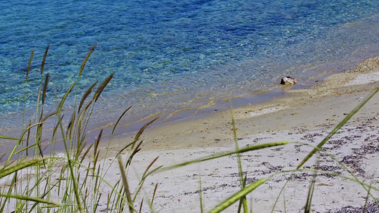 海洋岛海滩上的沙滩和芦苇视频素材