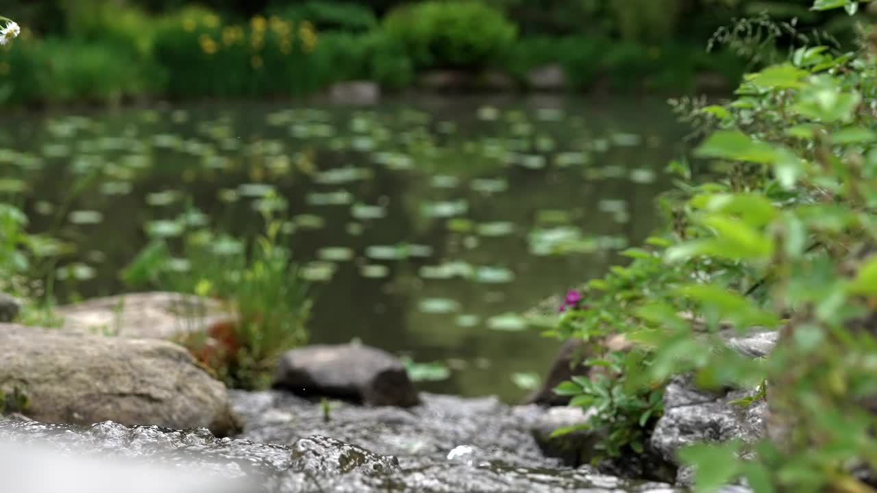 溪水穿过岩石流下来，流入百合池塘，这是焦点视频素材