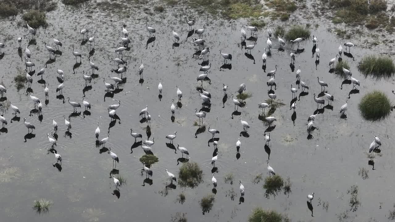 在秋季迁徙到爱沙尼亚萨雷马南部之前，普通鹤(Grus Grus)停在湿地上的空中照片。视频素材