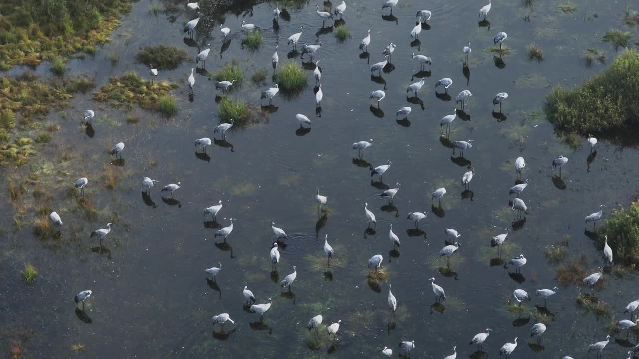 一群一百多只鹤(Grus Grus)在秋天向南方迁徙之前停了下来。萨拉马,爱沙尼亚。视频素材