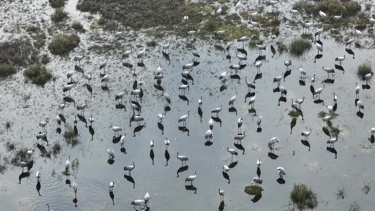 一只普通的鹤(Grus Grus)在秋季迁徙期间在湿地休息时被其他鹤骚扰。萨拉马,爱沙尼亚。视频素材