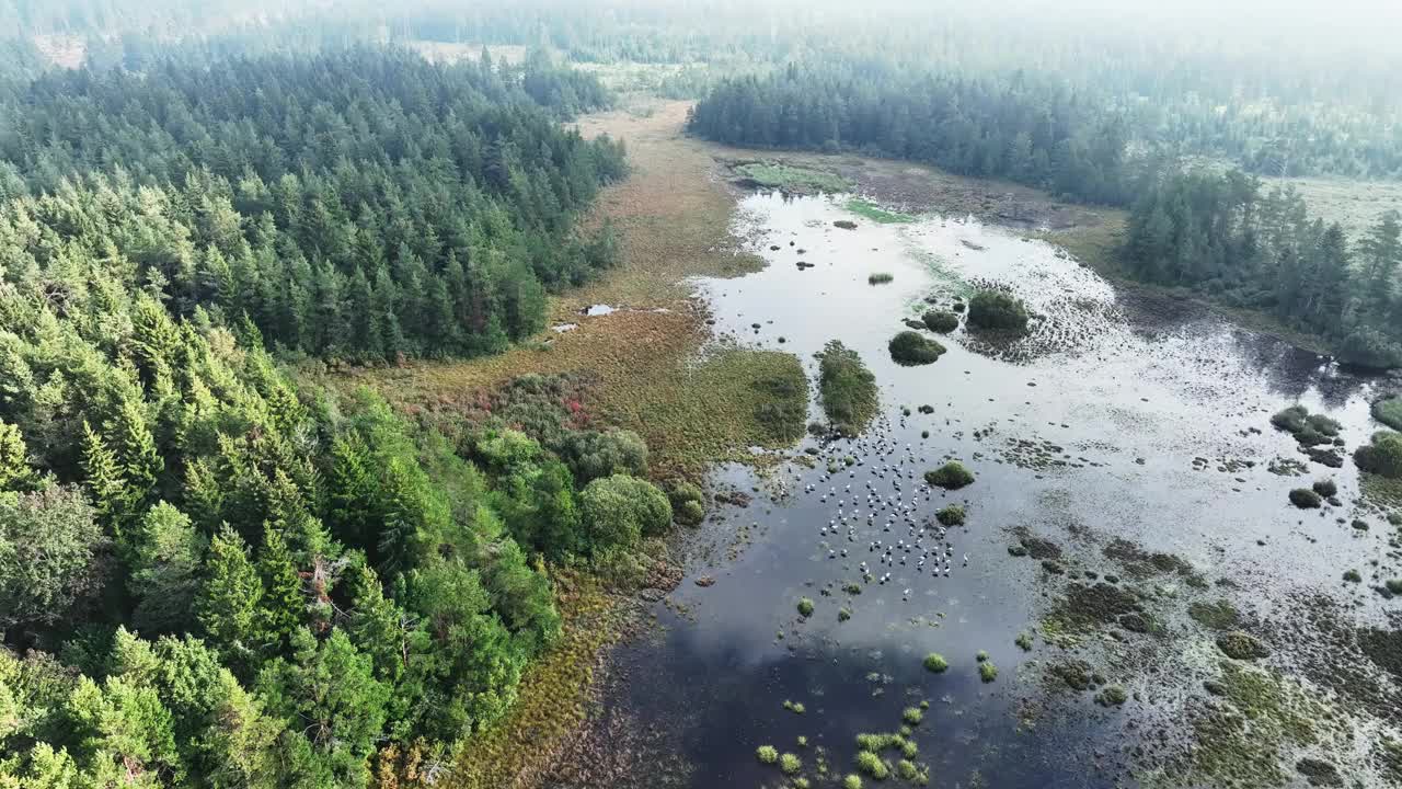 从空中俯瞰湿地，在这里，普通鹤(Grus Grus)，也被称为欧亚鹤，在秋季向南迁徙之前停下来。萨拉马,爱沙尼亚。视频素材