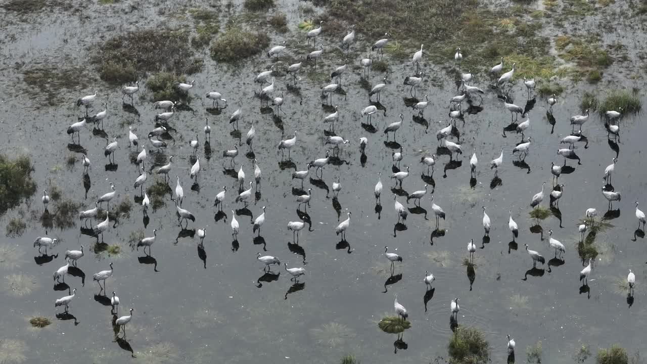 普通鹤(Grus Grus)的静态航拍，它们在秋天向南迁徙之前停在湿地上。萨拉马,爱沙尼亚。视频素材