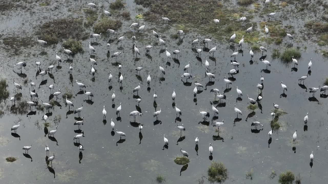 空中的普通鹤(Grus Grus)，它们在秋天向南迁徙之前停在湿地上。萨拉马,爱沙尼亚。视频素材