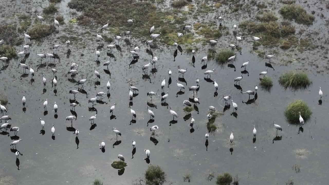 一群鹤(Grus Grus)在秋天向南方迁徙之前停在湿地上。萨拉马,爱沙尼亚。视频素材